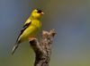 BPN 413 Goldfinch 7_0002.jpg