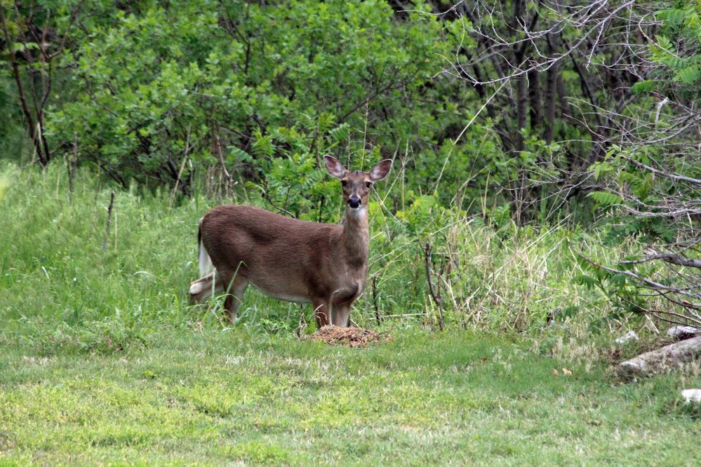 Whitetail in the Back Yard