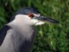 Black-crowned Night Heron