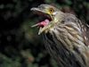 Black-crowned Night Heron