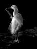 Snowy Egret