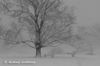 belmont plateau in the snow (1 of 1)-2.jpg