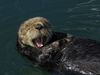 Sea Otters