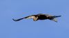 Heron on the wing 001 LR.jpg
