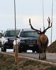 Trail ridge 2.JPG