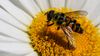 Bee on a flower 03 - Copy.jpg