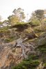 Monterey Cypress