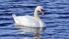 swan-1.jpg