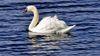 swan-3.jpg
