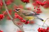Waxwing lunch