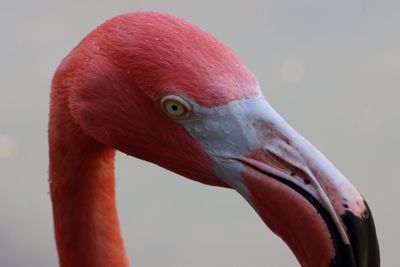 IMG_1005 flamingo.jpg