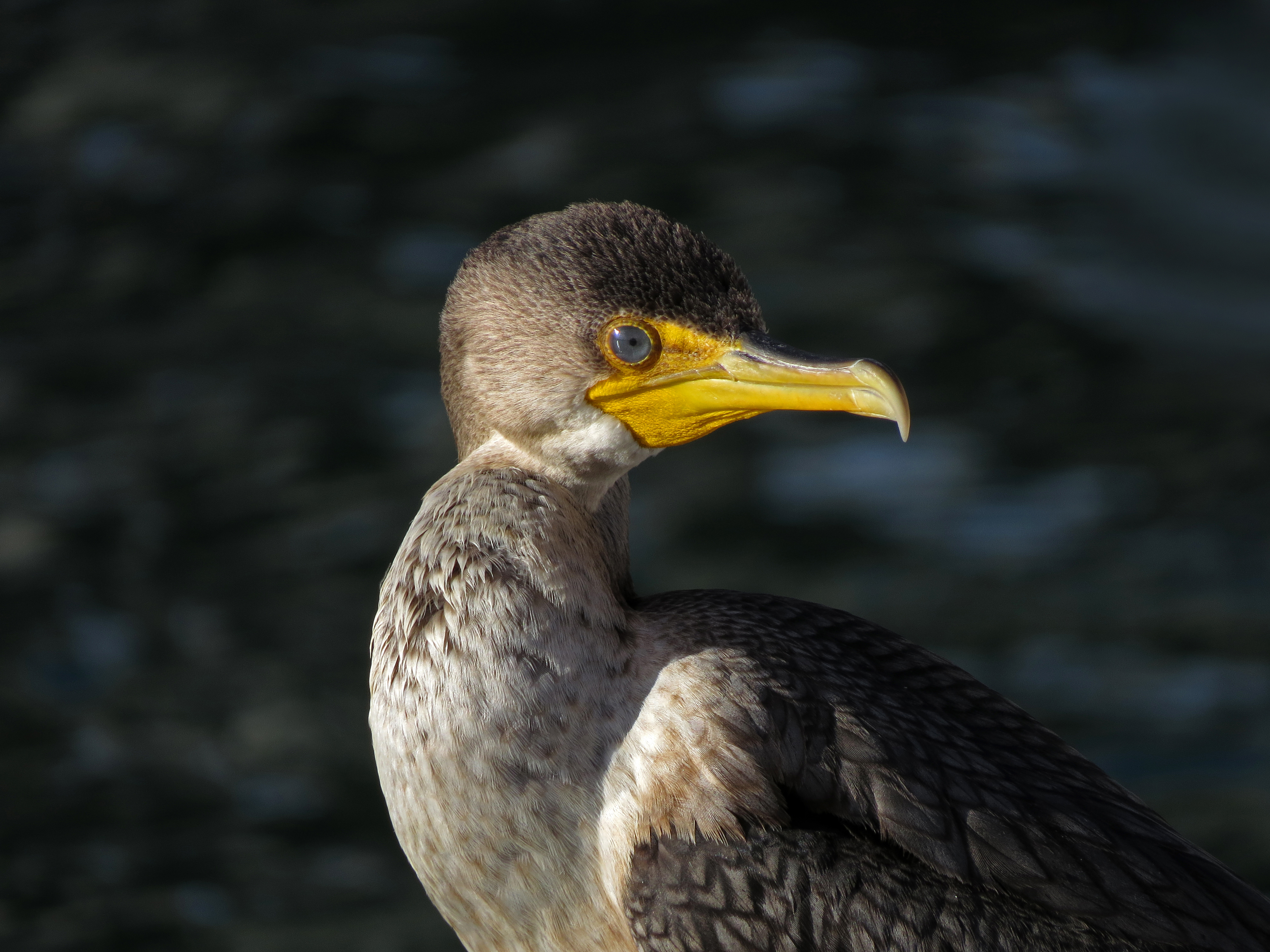 tonybritton2016cormorant.jpg