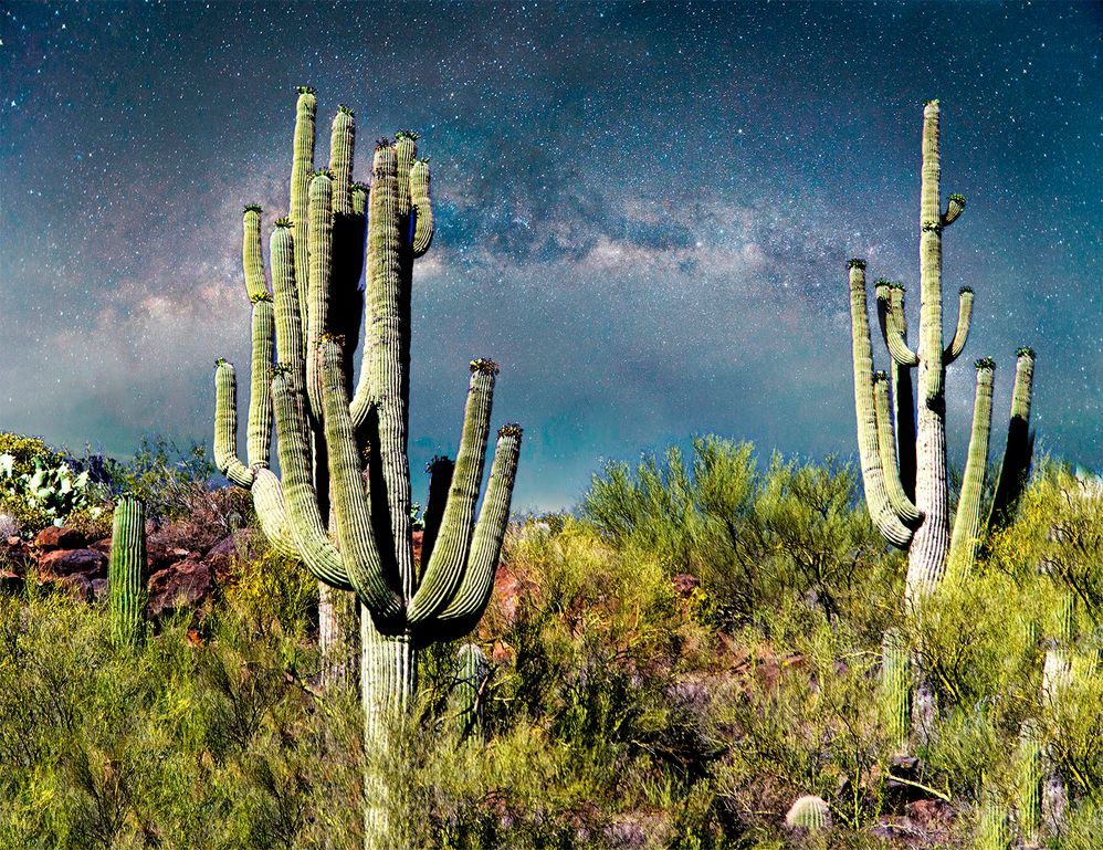 cactus with stars_web.jpg