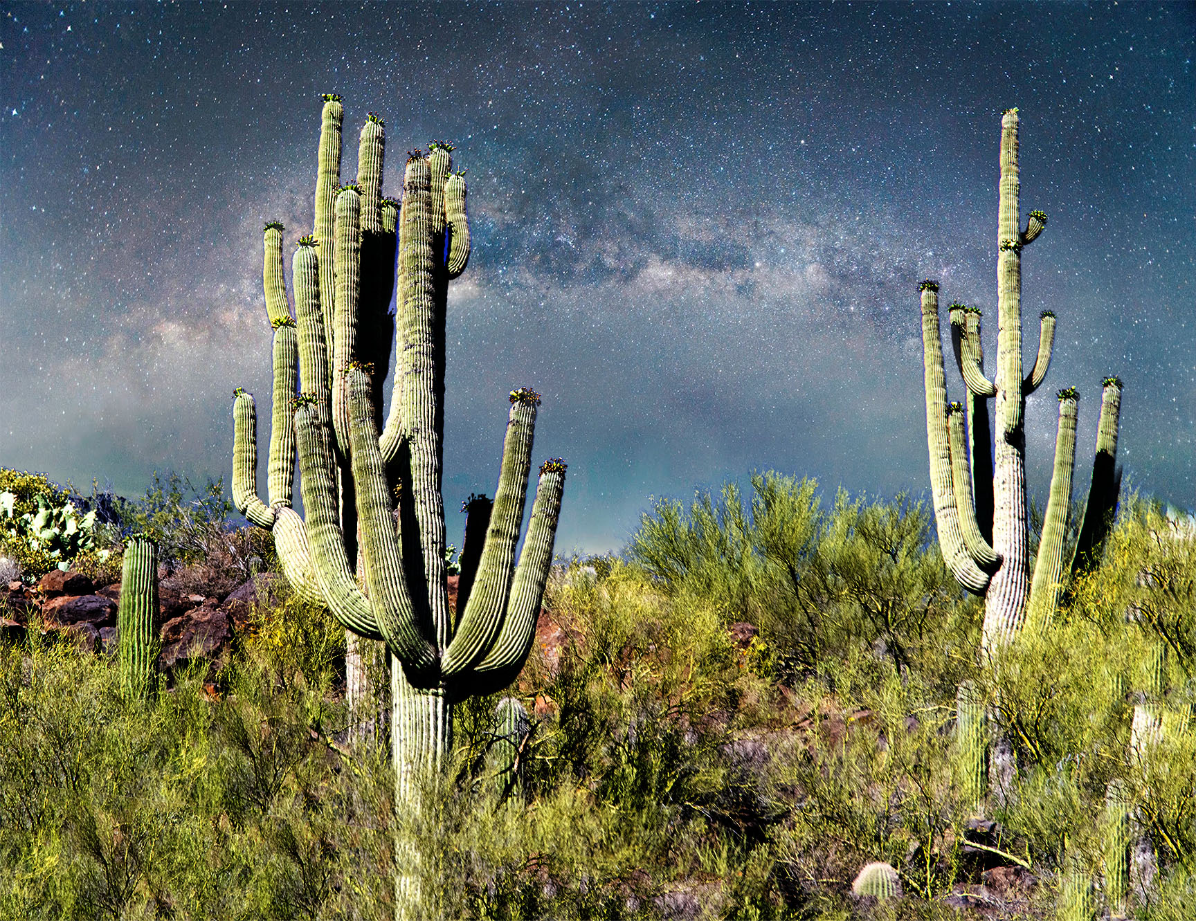 cactus with stars_web.jpg