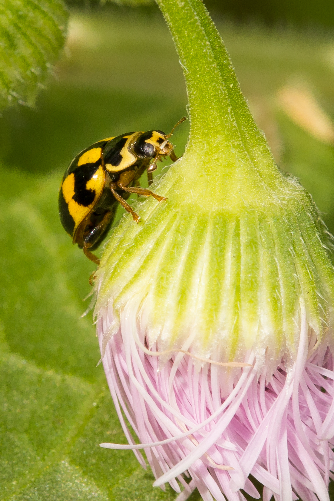 Ladybug (1 of 1)-4.JPG