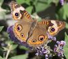 Common-Buckeye,-Junonia-coenia-First-5D-Mark-IV-160912-1C.jpg