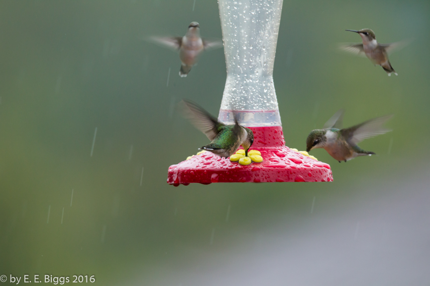 several hummingbirds.jpg