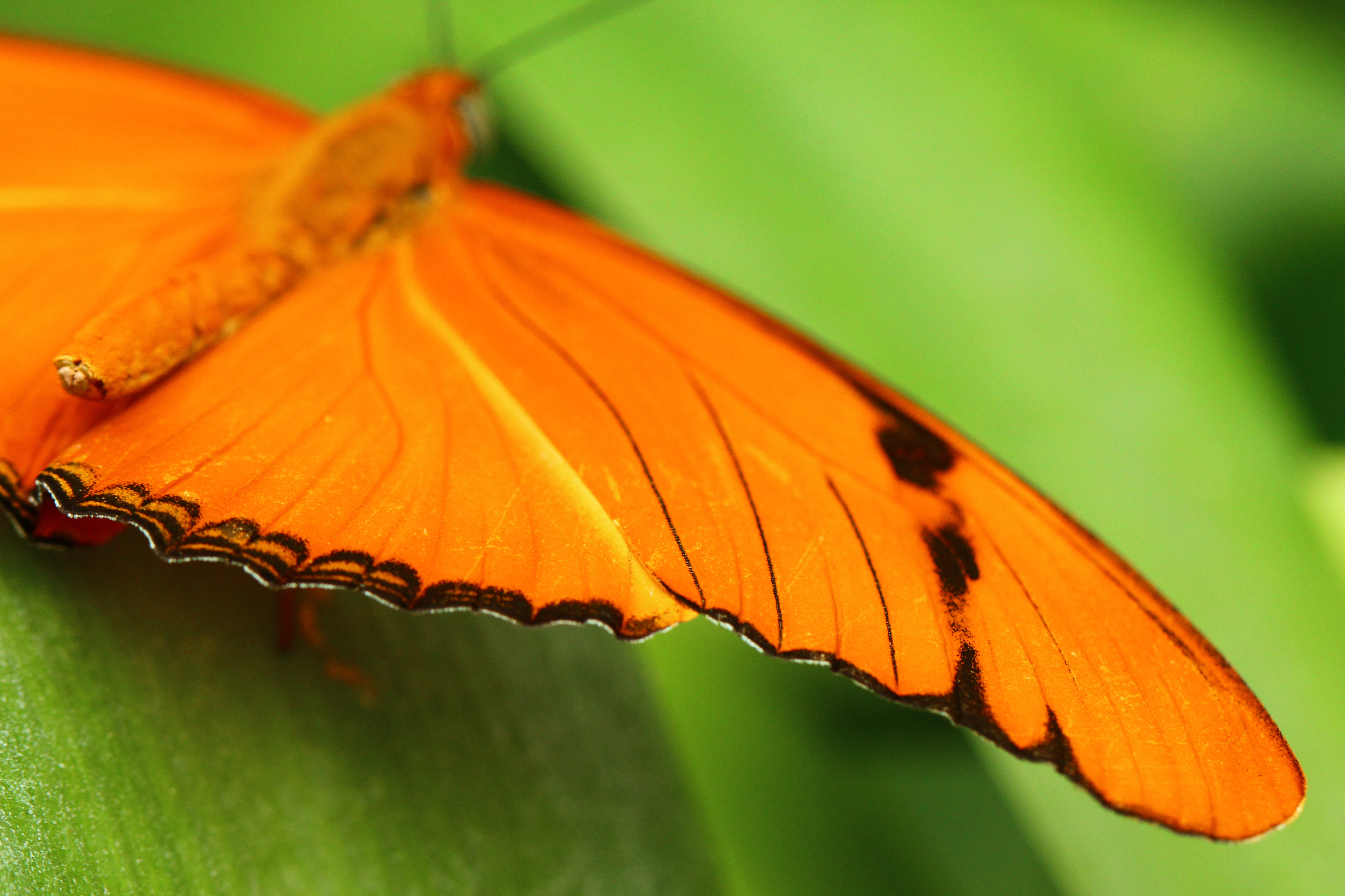 Butterfly Wing.jpg