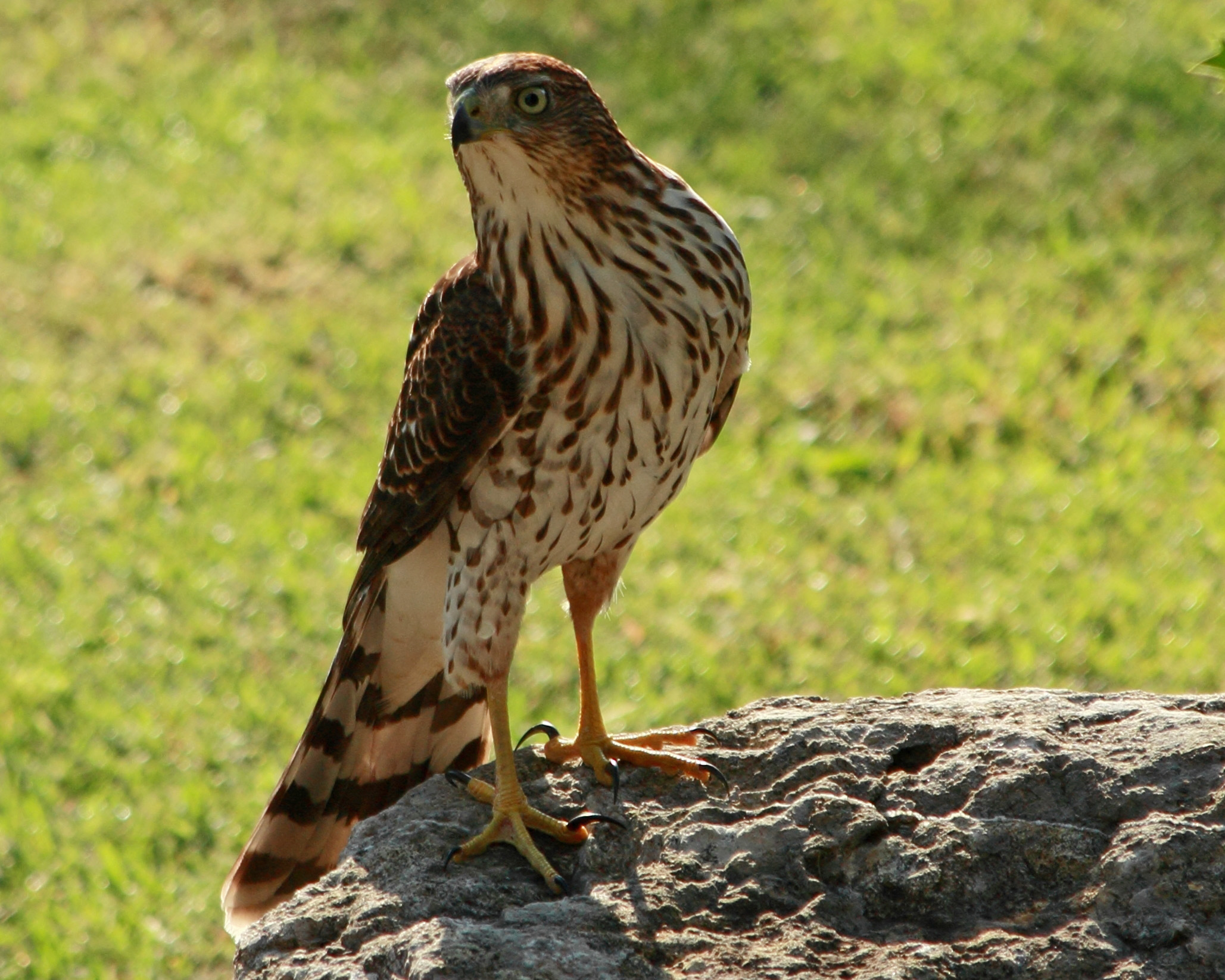 Sharp-shinned Hawk 24SEP16.JPG