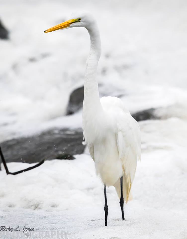 Great Egret.jpg