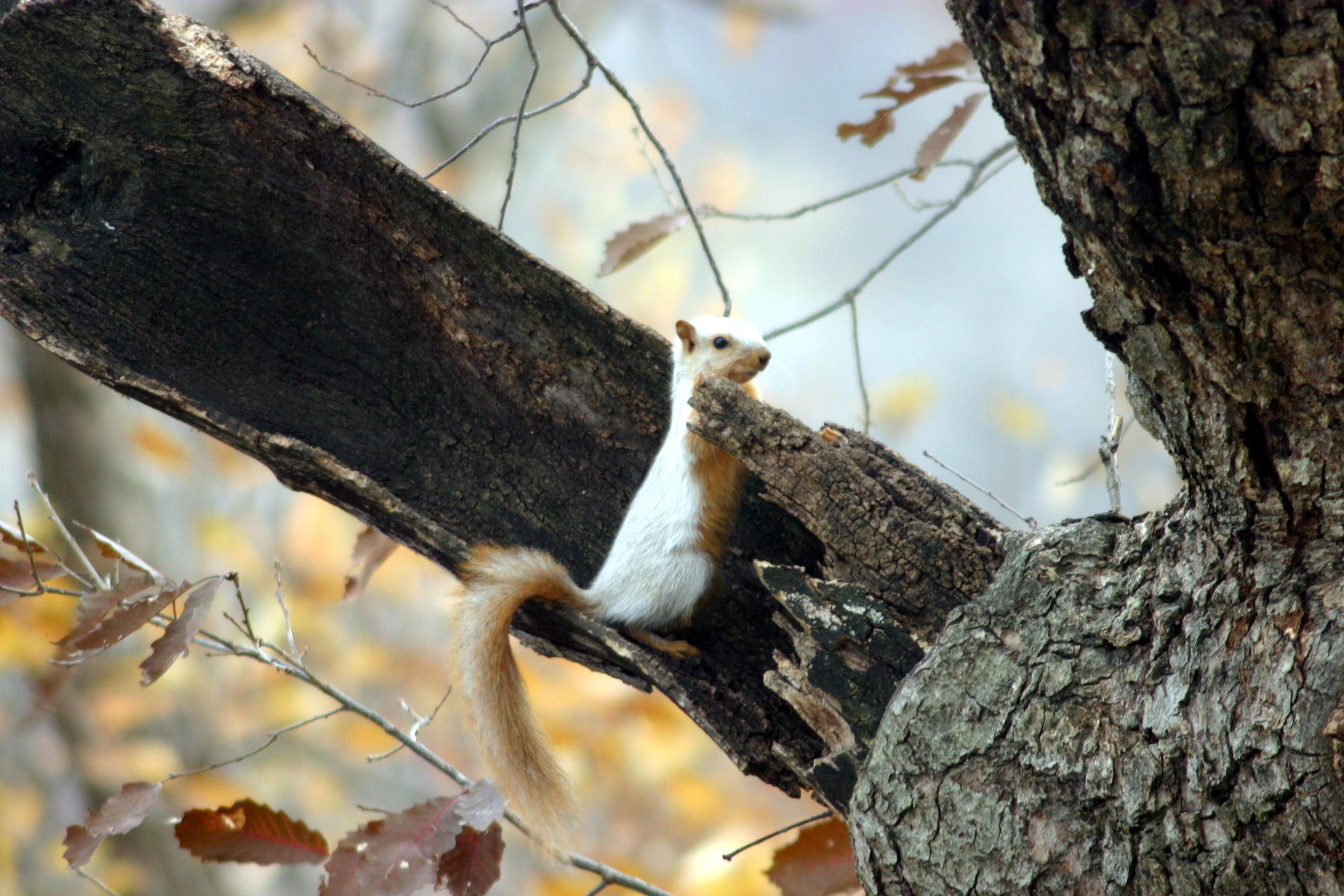 White Squirrel 27NOV05.jpg