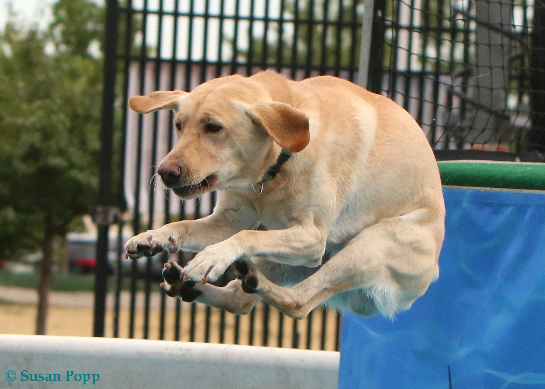 Dogs Dock Diving Canon Community