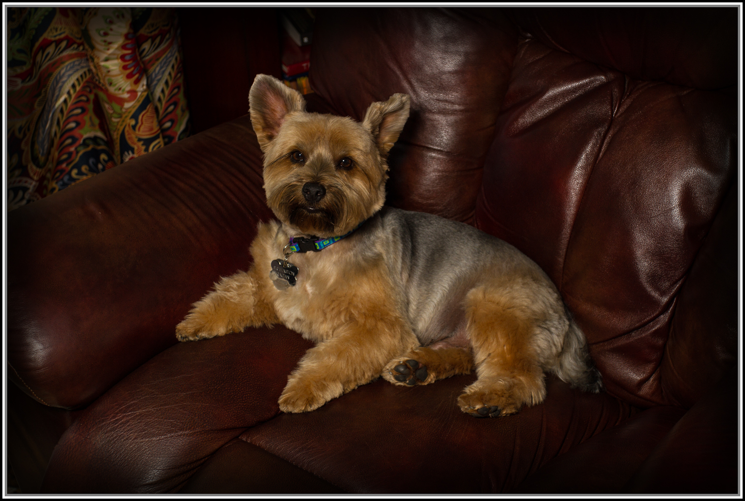 IMG_1971 Winston in my chair Size 1536.jpg