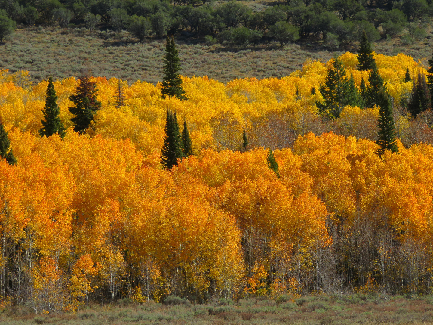 Fall Colors in the Utah Mountains Canon Community