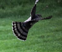 04_19_2015 Hawk in Back Yard 5.JPG