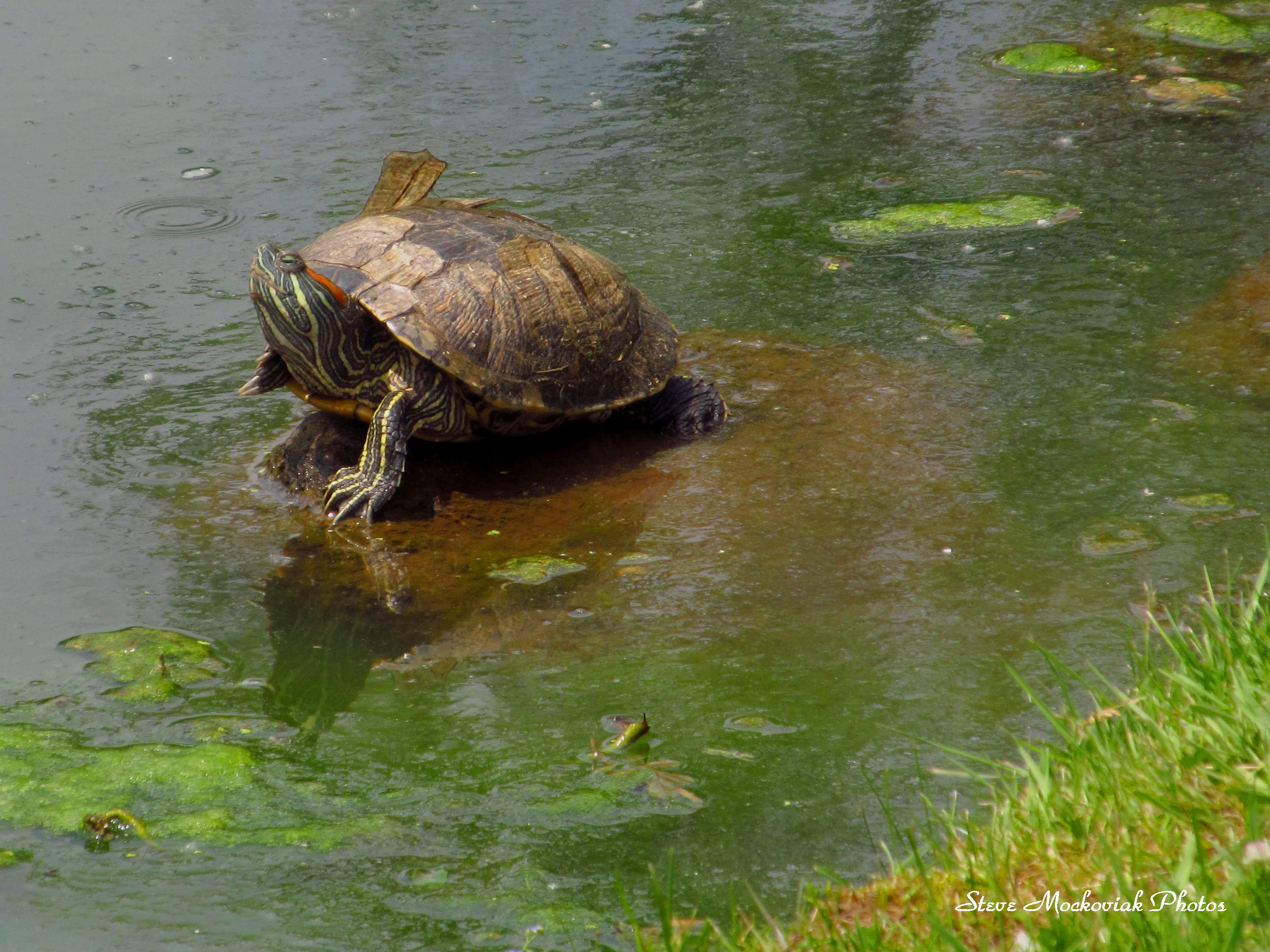 Injured Turtle_2542.jpg