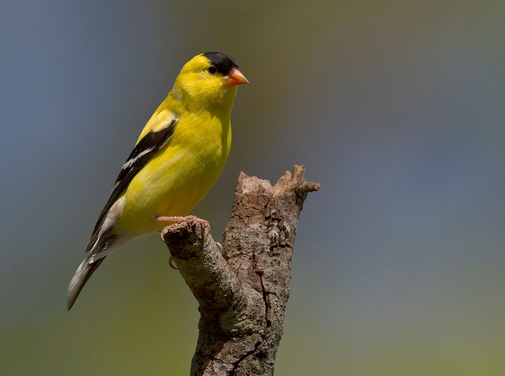 BPN 413 Goldfinch 7_0002.jpg