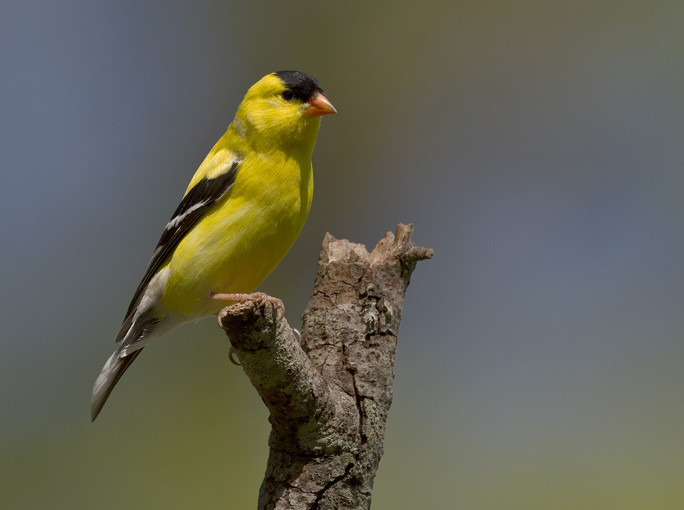 BPN 413 Goldfinch 7_0002.jpg