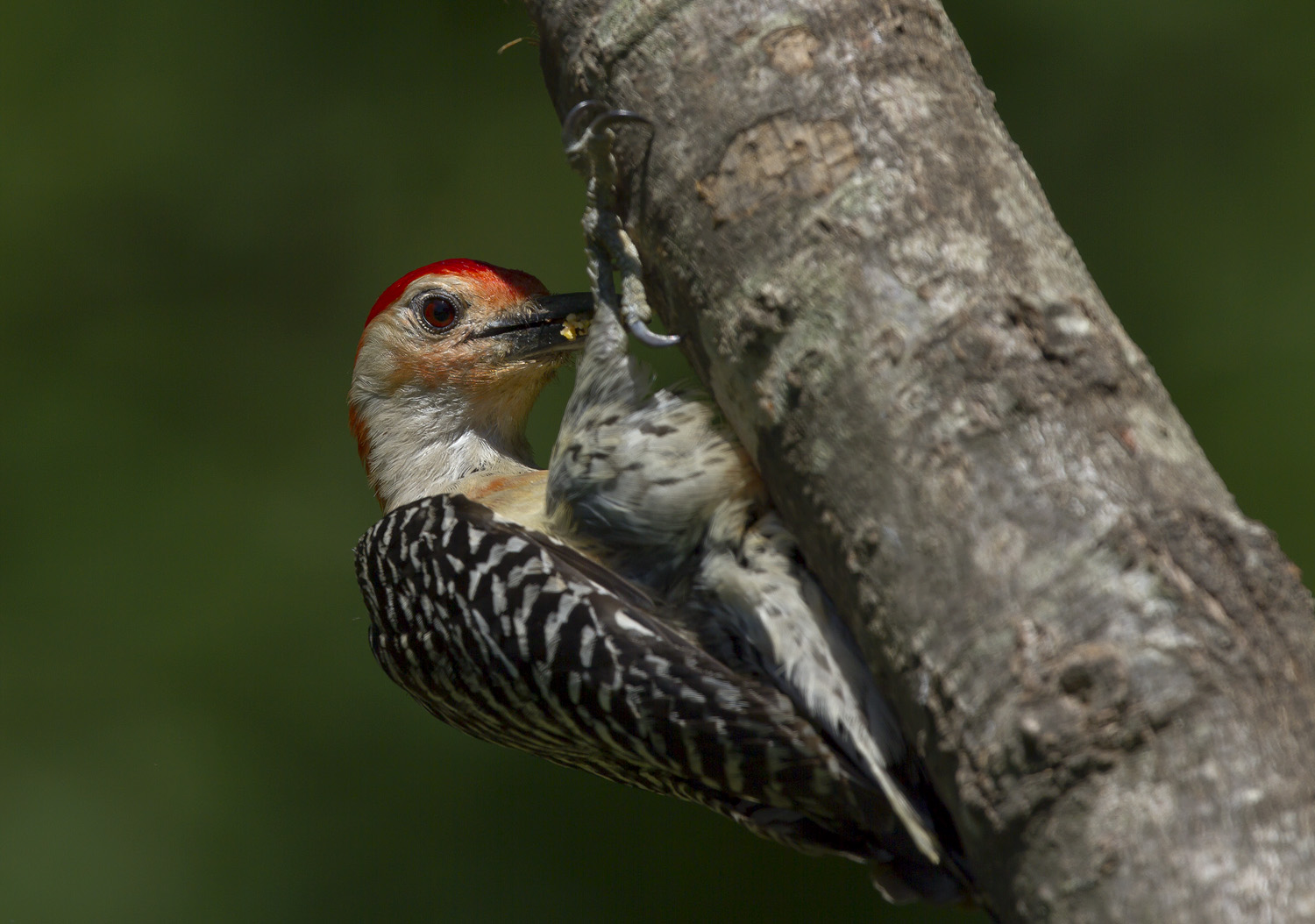 Woodies 53114_9522.jpg