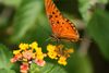 IMG_5927_Gulf Fritillary Butterfly.jpg