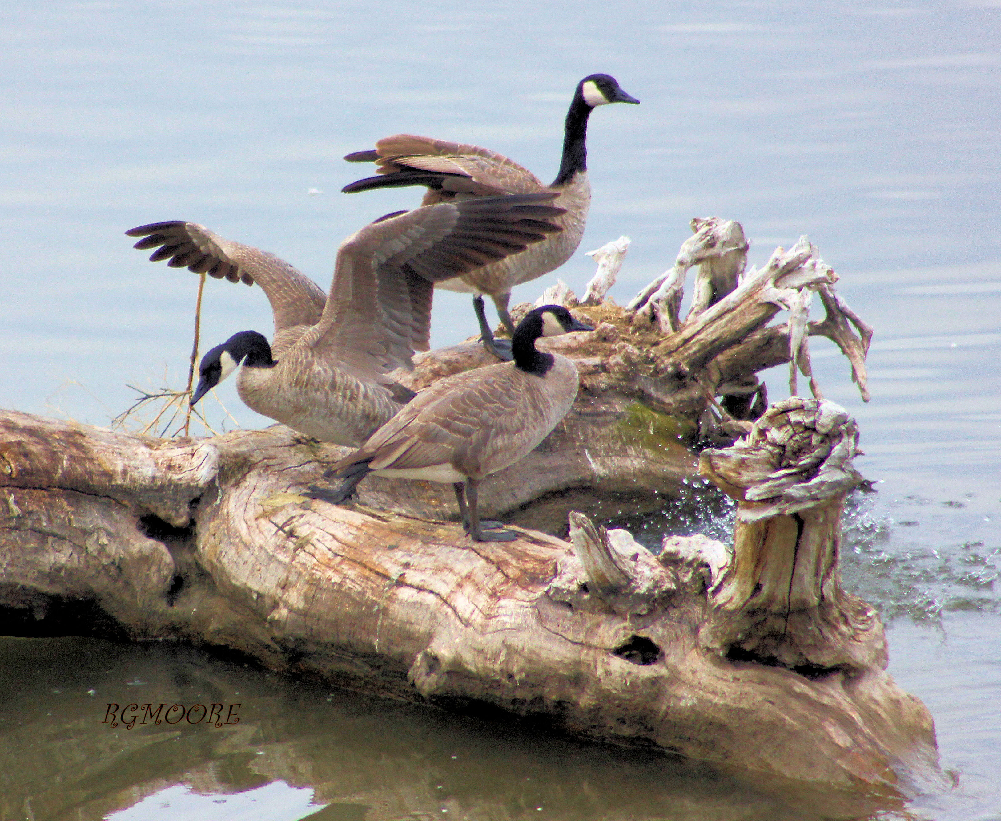 GEESE ON THE MISSOURI