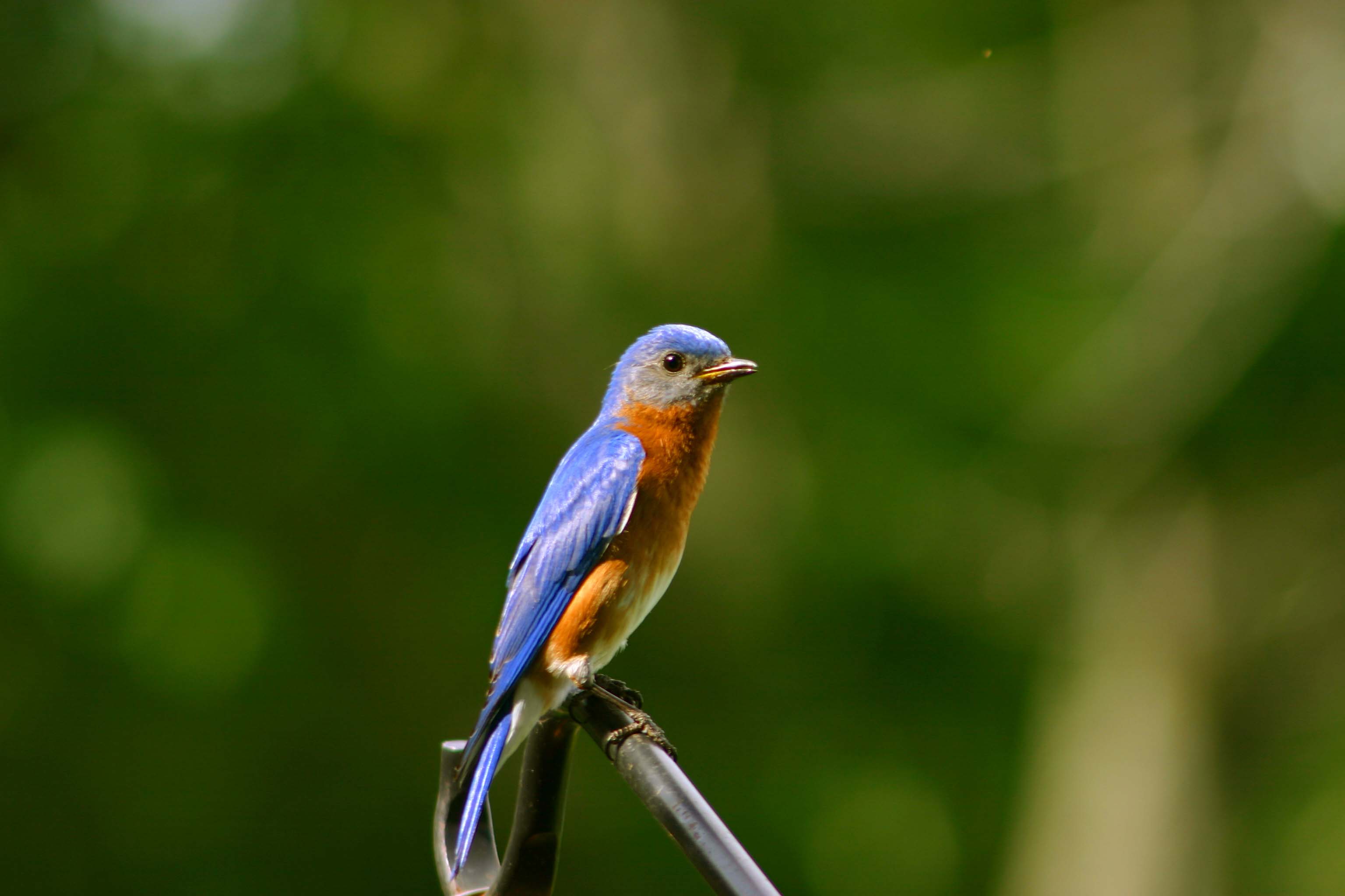 Male Bluebird 11MAY07.jpg