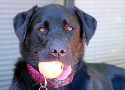 Lilly w her ball.jpg