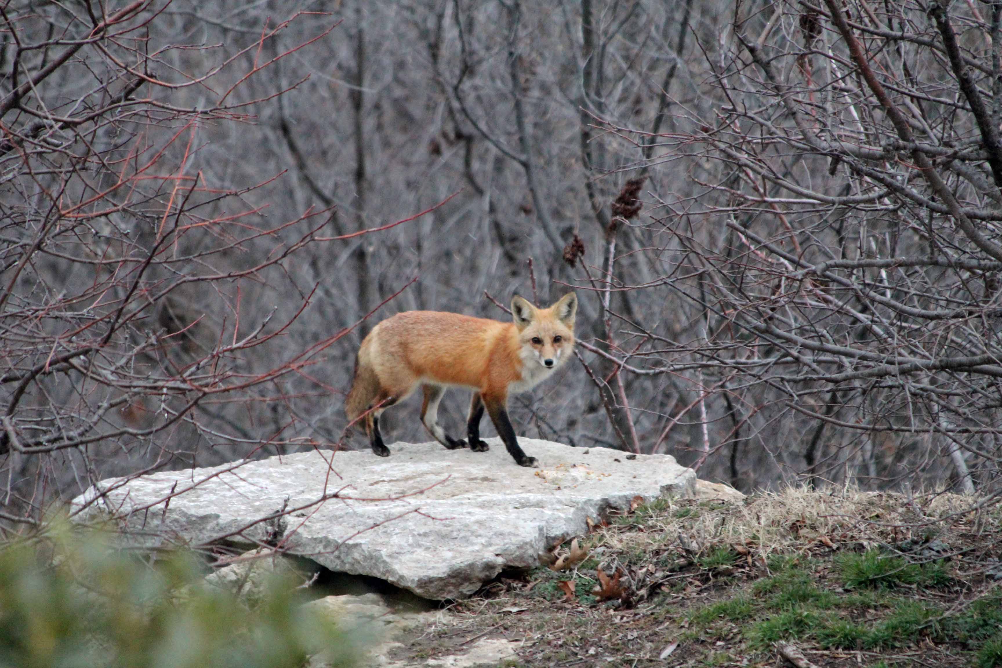 Red Fox (3) 01MAR13 ODWC Entry.jpg