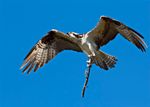 Osprey 500l  ƒ5.6 1/600 @ f8