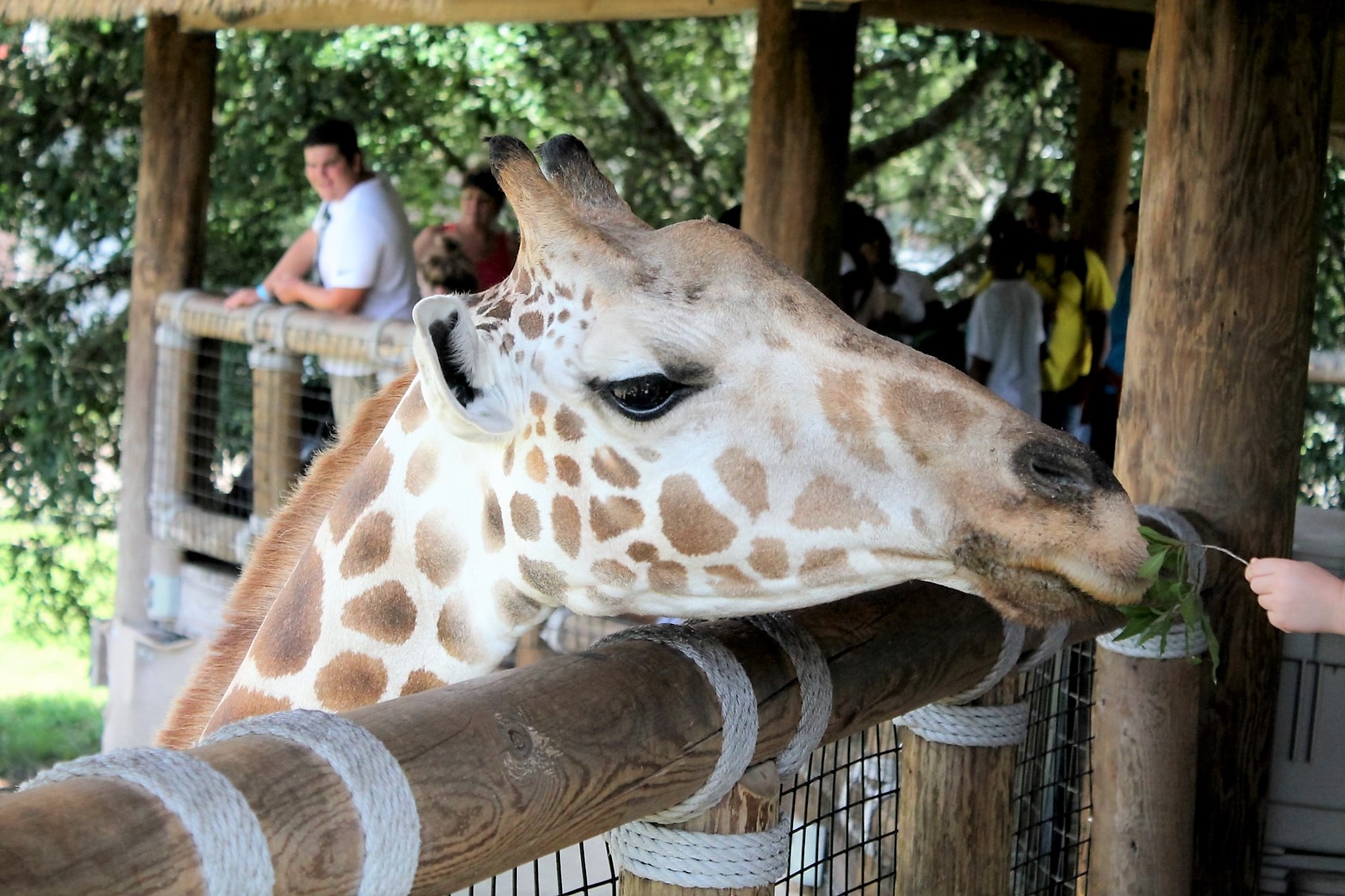 Jax Zoo 2016 053.JPG