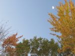 Blue sky, moon, fall colors--IMG_2816 (2).JPG