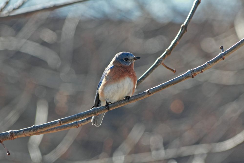 Male Bluebird