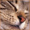th_cat.jpg