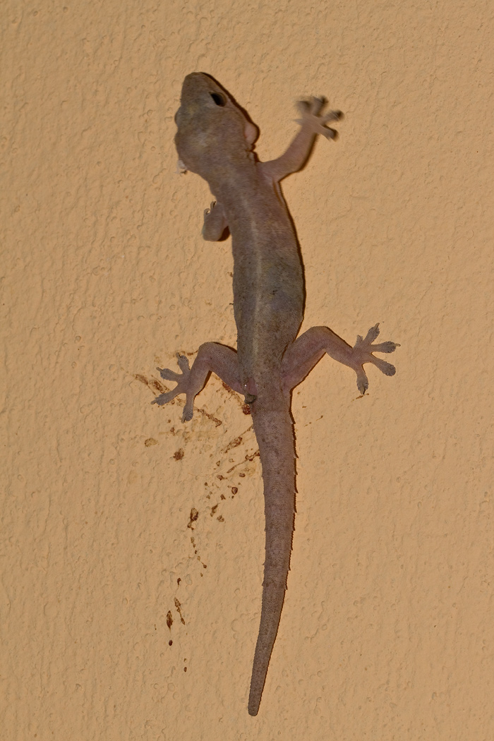 Gecko, Hemidactylus frenatus, photographed with flash at night