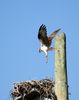 landing in nest and w baby3.JPG