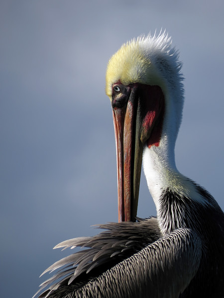 Brown Pelican