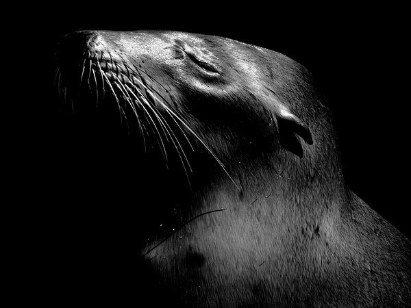 California Sea Lion