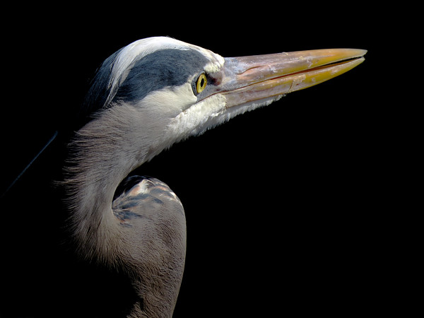 Great Blue Heron