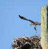 landing in nest and w baby4.JPG