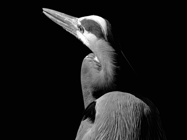 Great Blue Heron